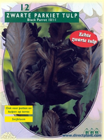 Tulp 'black Parrot, Parkiet' (tulp) Per 12