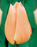Tulp Apricot Beauty