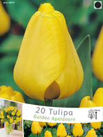 Tulp Golden Apeldoorn (voordeelpakket)