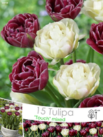 Tulp Mix Dream Touch & Global Desire