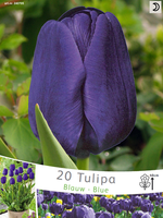 Tulp Negrita (voordeelpakket)