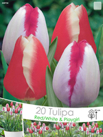 Tulp Triumph Rood/wit & Playgirl