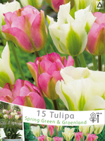 Tulp Viridiflora Spring Green & Groenland
