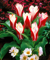 Tulpen 'ancilla'