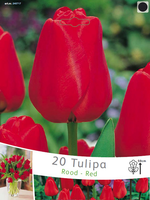 Tulpen Apeldoorn (grootverpakking)