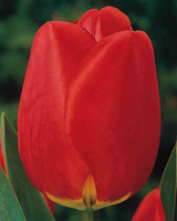 Tulpen Apeldoorn