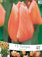 Tulpen Apricot Beauty (grootverpakking)