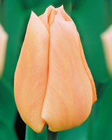 Tulpen Apricot Beauty