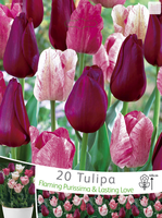 Tulpen Donker Rood & Roze Mix