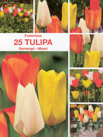 Tulpen Fosteriana Mix (grootverpakking)