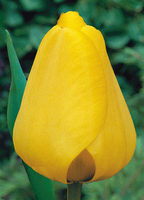 Tulpen Golden Apeldoorn (grootverpakking)