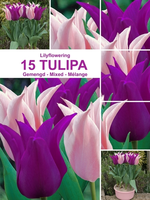 Tulpen Leliebloemig Mix