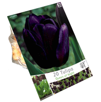 Tulpen Queen Of Night (grootverpakking)