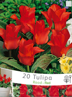 Tulpen 'roodkapje'