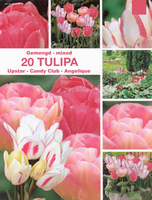 Tulpen Roze Mix