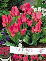 Tulpen Toronto (grootverpakking)