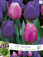Tulpen Triumph Roze En Blauw