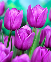 Tulpen 'violet Beauty'