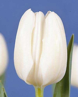 Tulpen White Dream   Winterberg (grootverpakking)