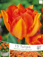 Tulpen Willem Van Oranje