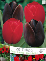 Tulpen Zwart & Rood Mix
