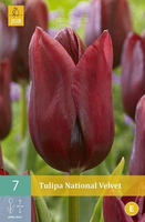 Tulpia National Velvet