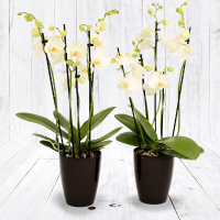 Twee Orchideeën In Pot