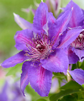 Up Climbers Clematis 'nubia'
