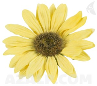 Velda Floating Sunflower 11 Cm