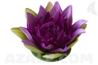 Velda Lotus Purple 13 Cm