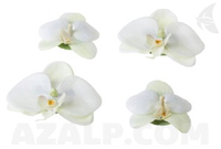 Velda Orchid White 4 Stuks 7/9 Cm