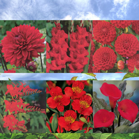 Vierkante Meter Rode Bloemen 1