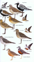 Field Guide To The Birds Of The Middle East