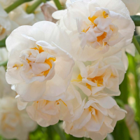 Narcis 'bridal Crown'