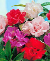 Vlijtig Liesje 'camellia Flowered' Gemengd
