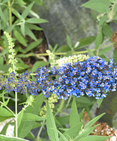 Vlinderstruik 'blue Kolibri'