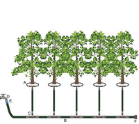 Watergeefsysteem Voor Jonge Bomen Struiken30 M