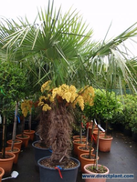 Winterharde Palm