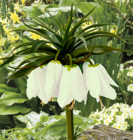 Witte Keizerskroon (fritillaria Imperialis Early Romance)