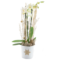 Witte Phalaenopsis In Kerstsfeer
