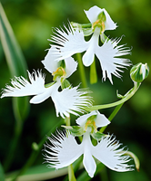 Witte Reigerorchidee