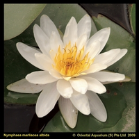 Witte Waterlelie (nymphaea Marliacea Albida) Waterlelie   6 Stuks