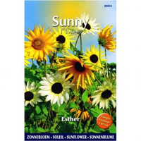 Zonnebloem Esther Helianthus Annuus Sunflowers