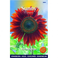 Zonnebloem Evening Sun Helianthus Annuus Sunflowers