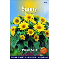 Zonnebloem Pacino Gold Helianthus Sunflowers