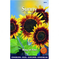 Zonnebloem Ring Of Fire Helianthus Annuus Sunflowers