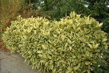 Aucuba Japonica 'crotonifolia'