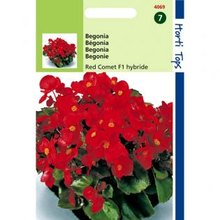 Begonia Red Cometbegonia Semperflorens