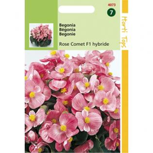 Begonia Rose Cometbegonia Semperflorens