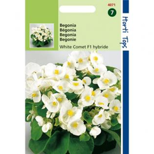 Begonia White Cometbegonia Semperflorens